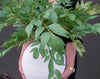 Laurel Leaf Spray
