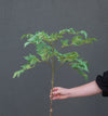 Laurel Leaf Spray