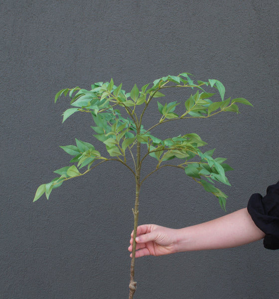 Laurel Leaf Spray