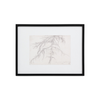 Willow Tree Sketch - Framed