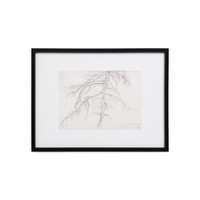  Willow Tree Sketch - Framed