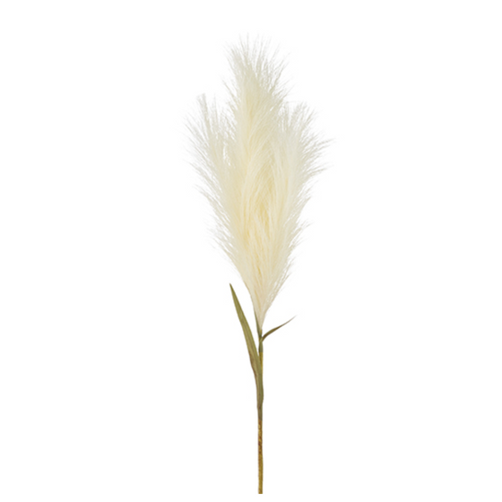 Pampas Grass Plume
