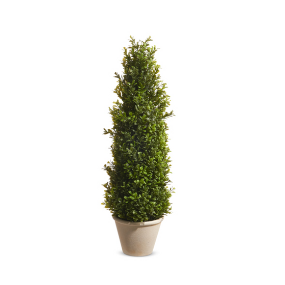 24" Potted Boxwood Topiary