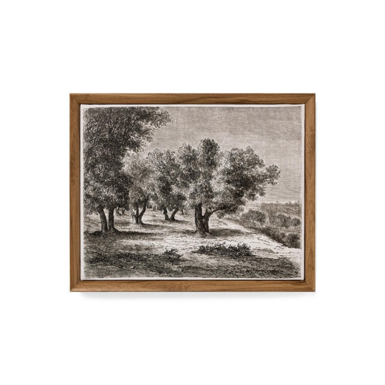 Olive Trees Canvas Framed Print