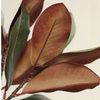 Magnolia Leaf Branch