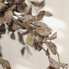 Smoked Eucalyptus Spray
