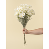 White Cosmos Spray