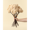 Mini Allium Bouquet - Cream
