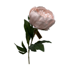  Peony - Light Pink