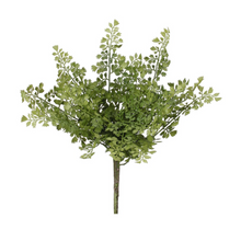  Maidenhair Bush
