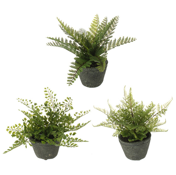 Potted Fern - Assorted